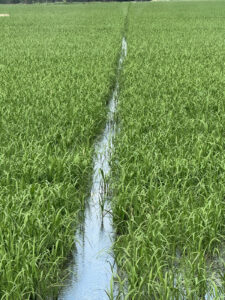 McMillon Farms, Rice